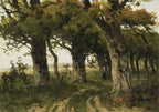 Avenue of Oaks in Late Summer