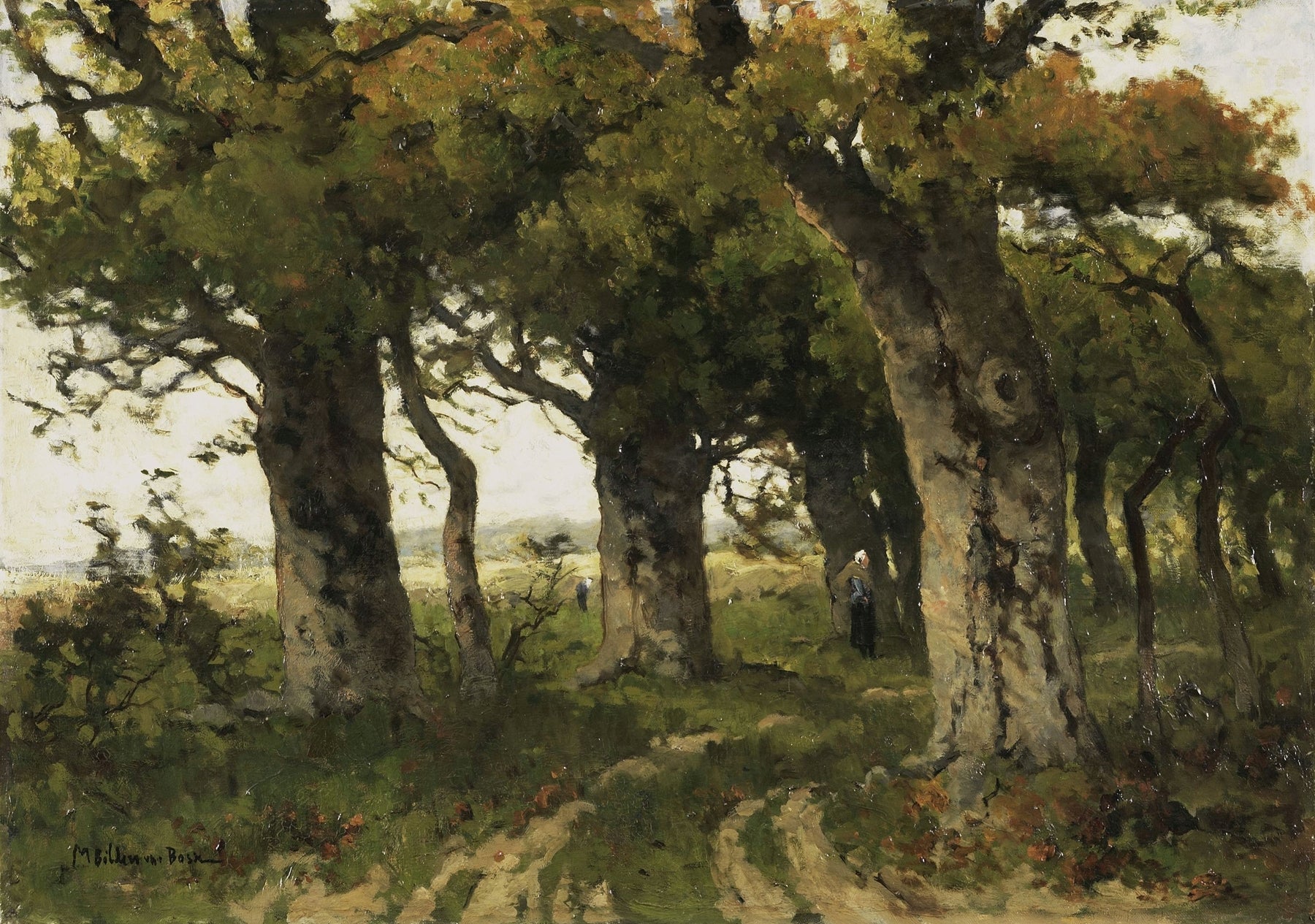 Avenue of Oaks in Late Summer