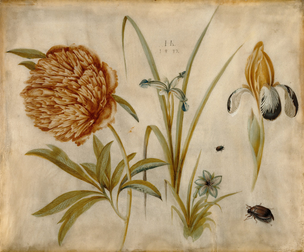 Vintage botanical illustration print featuring a large brown peony flower, a yellow iris with black-and-white falls, green leaves, and small insects on a warm beige background.