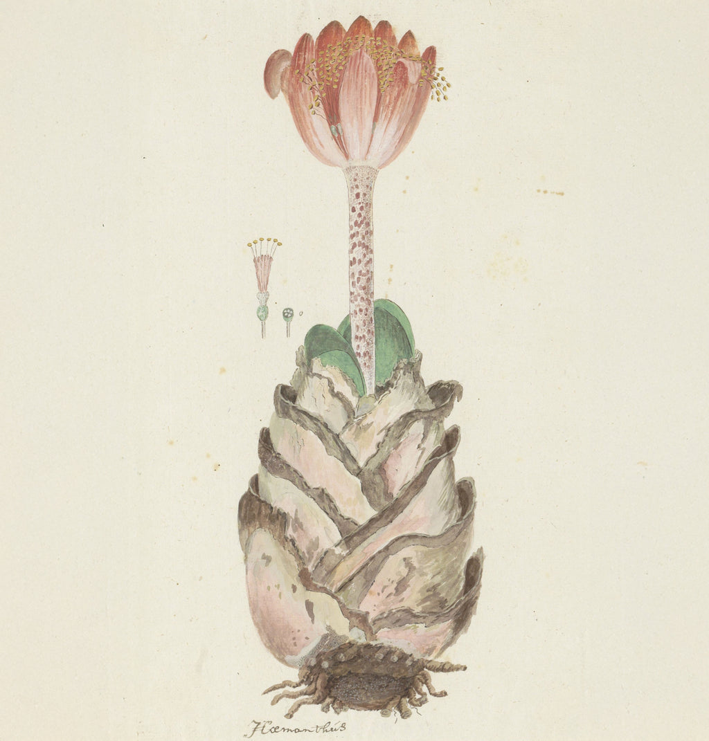 A botanical illustration of a succulent plant with a pink flower on a stem and layered pale leaves, rendered in soft pastel tones on an off-white background.