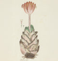 A botanical illustration of a succulent plant with a pink flower on a stem and layered pale leaves, rendered in soft pastel tones on an off-white background.