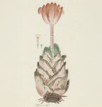 A botanical illustration of a succulent plant with a pink flower on a stem and layered pale leaves, rendered in soft pastel tones on an off-white background.