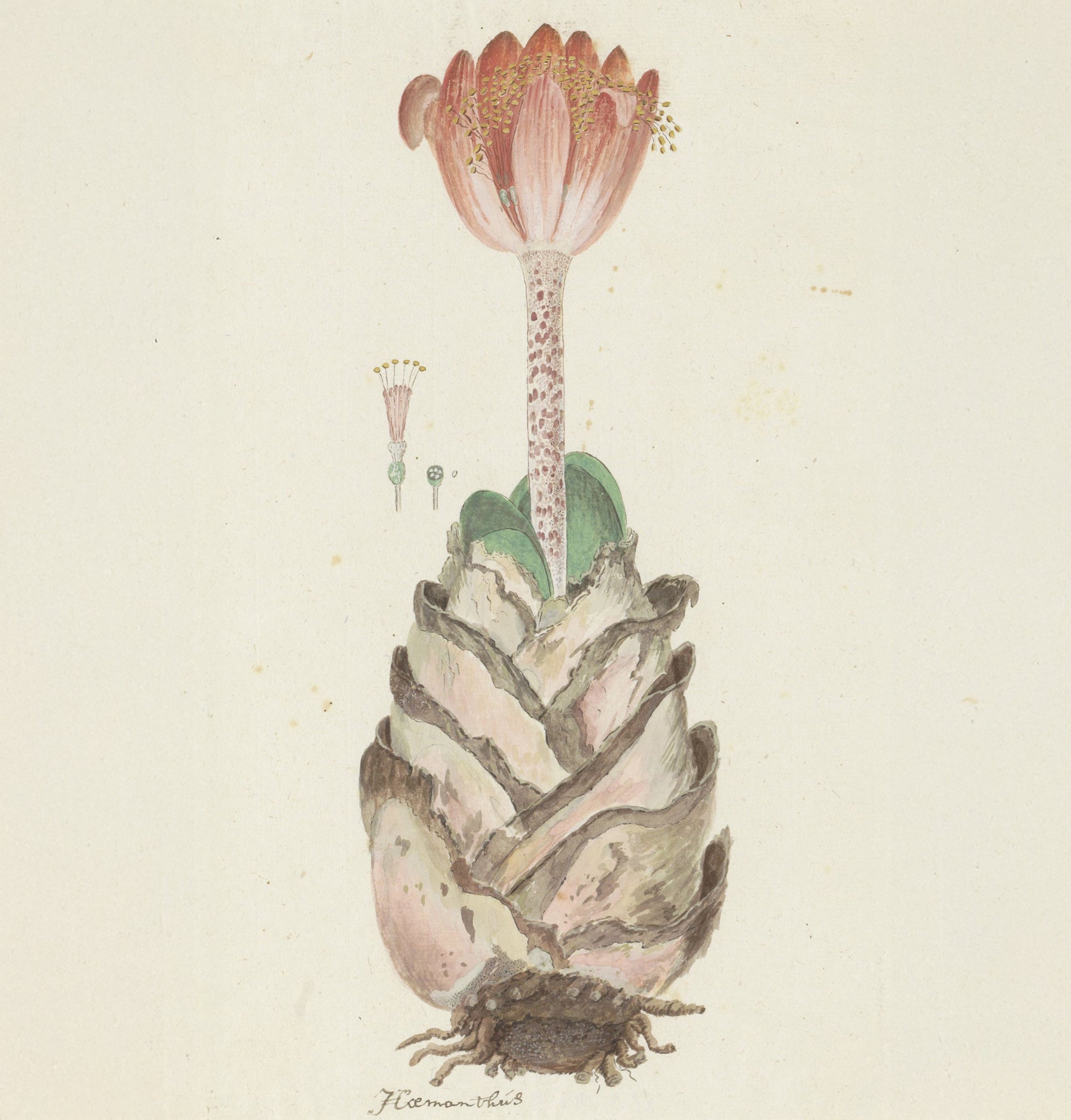 A botanical illustration of a succulent plant with a pink flower on a stem and layered pale leaves, rendered in soft pastel tones on an off-white background.
