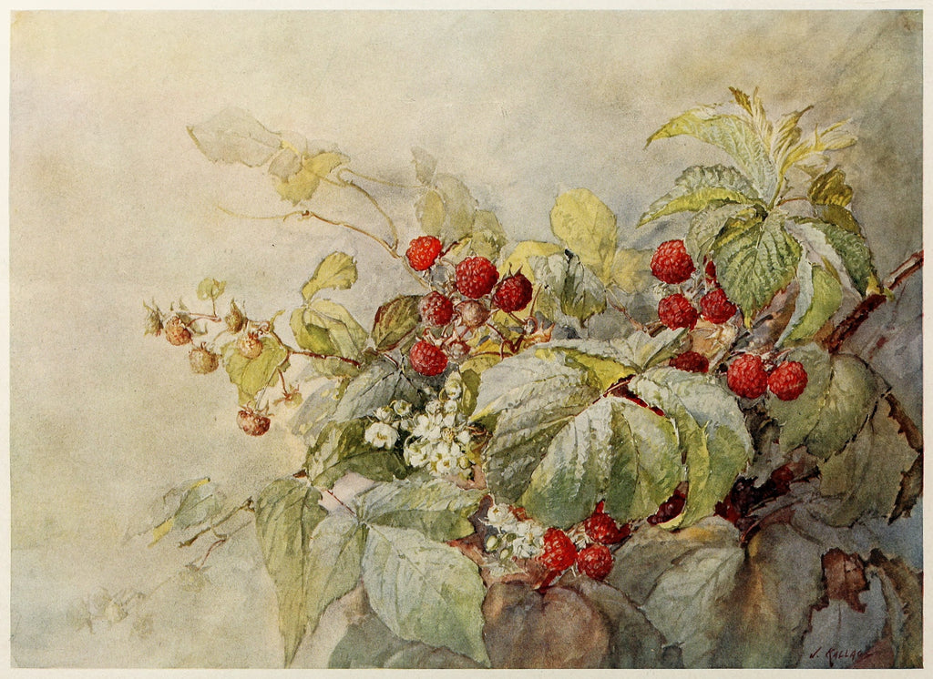 A watercolor painting of a raspberry bush with green leaves, red berries, and small white flowers on a soft beige background.