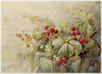 A watercolor painting of a raspberry bush with green leaves, red berries, and small white flowers on a soft beige background.