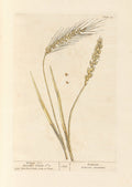 Wheat no. 1; Bearded wheat no. 2 (1739)