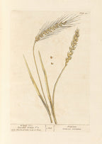 Wheat no. 1; Bearded wheat no. 2 (1739)