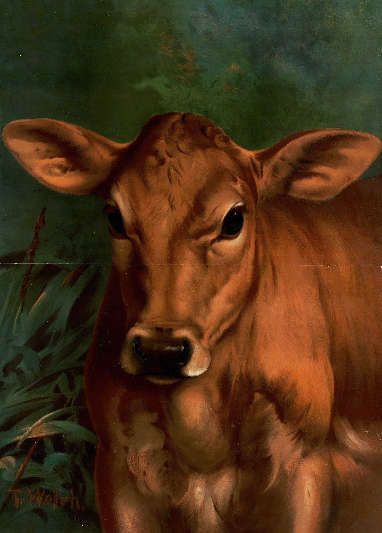 Calf’s Head (1887)