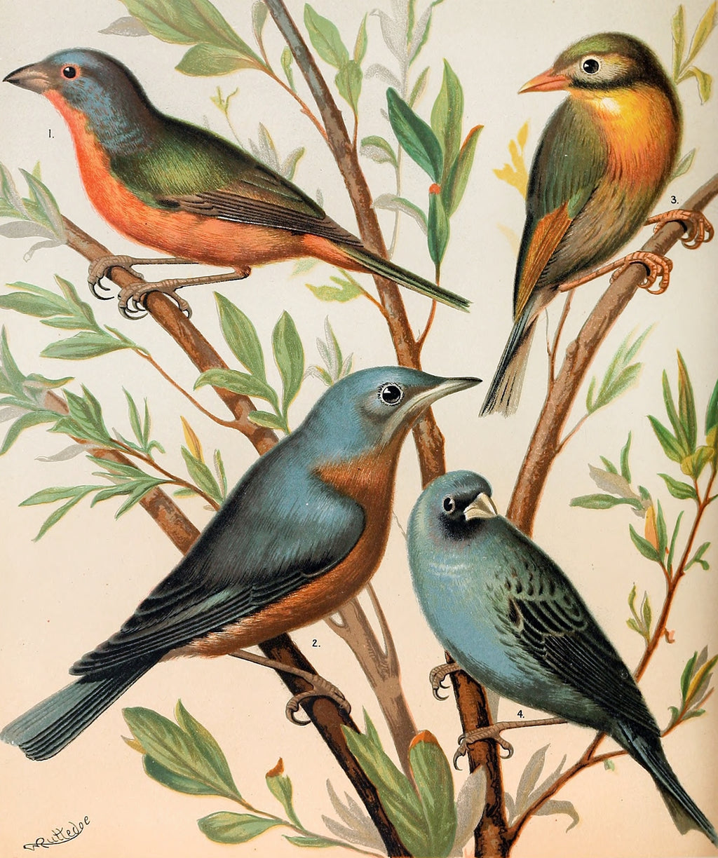 Nonpareil Finch, Pekin Nightingale, Common Blue Bird, Indigo Bird