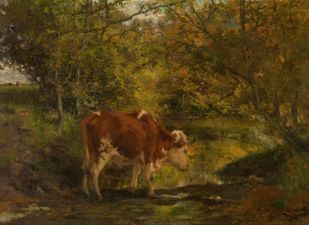 Cow standing by a stream in a forested area