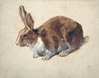 Rabbit