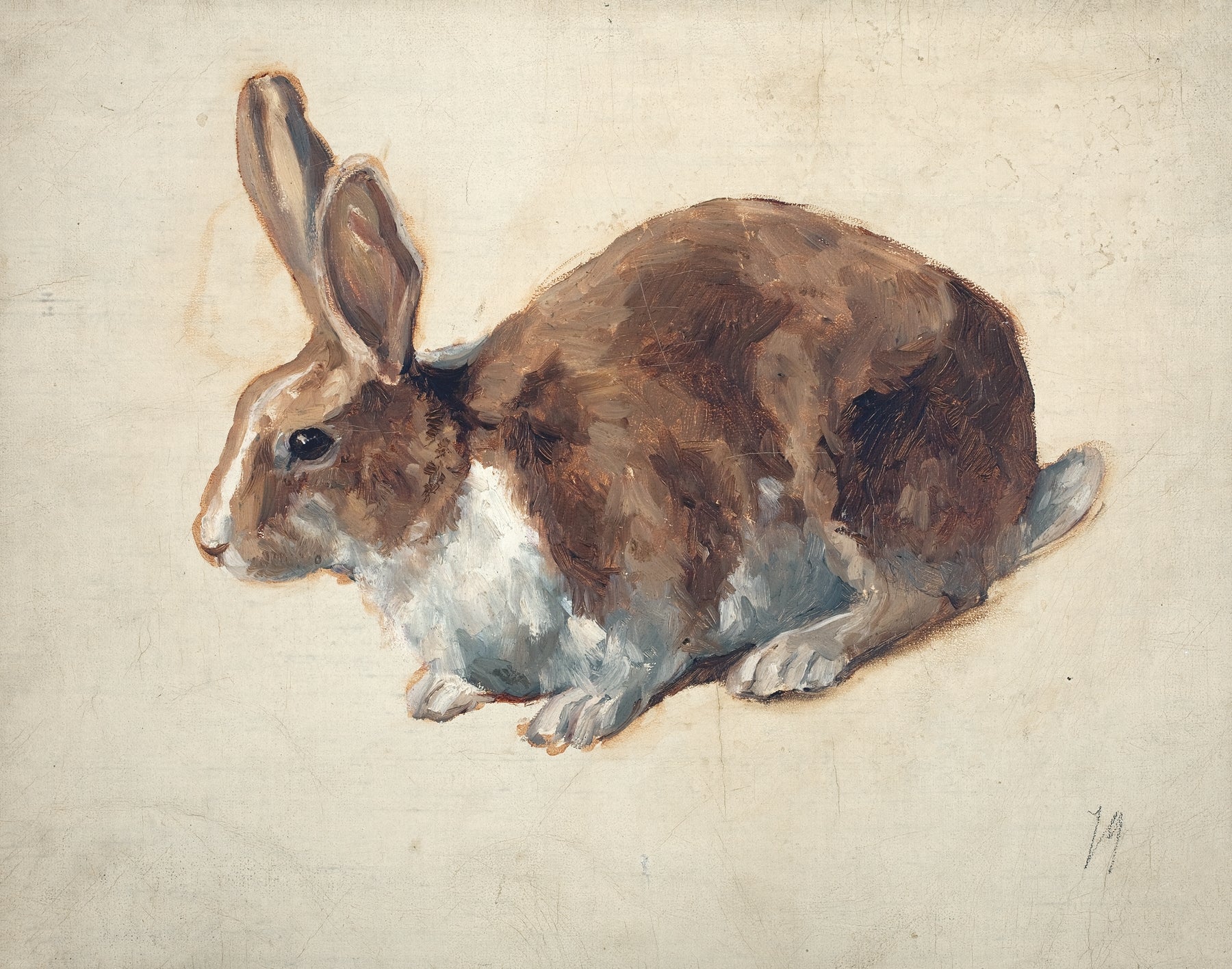 Rabbit