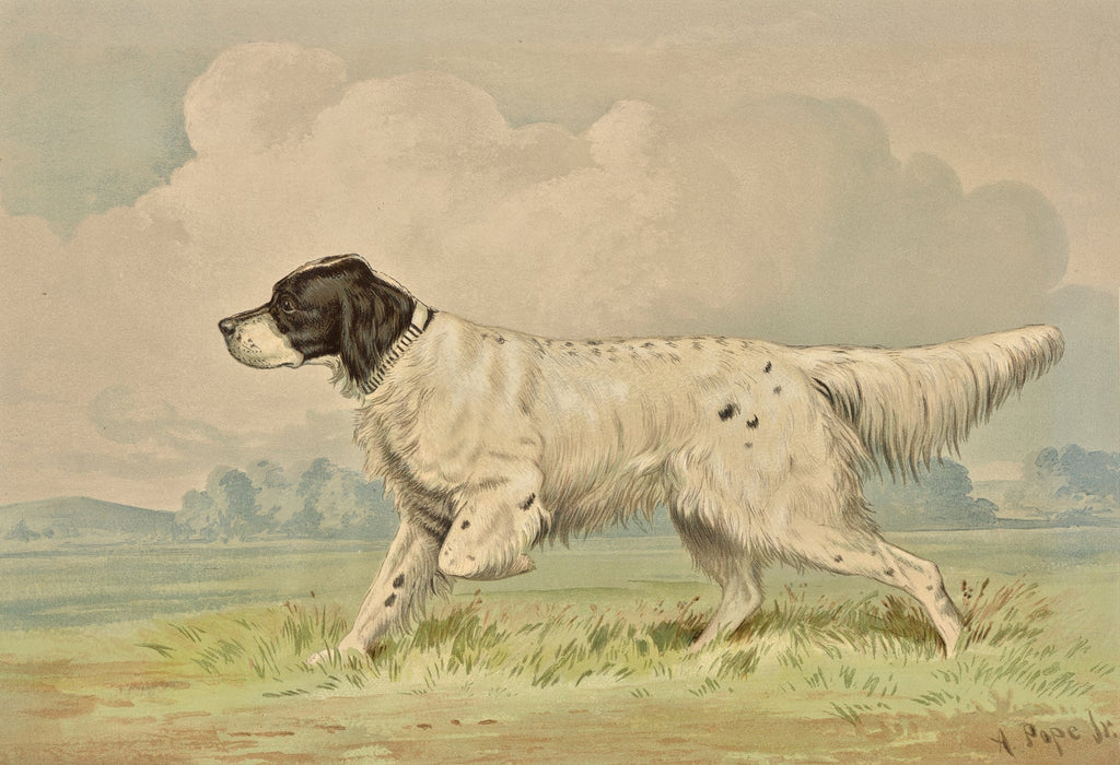 Standing Spotted Retriever, pointing left (1880)