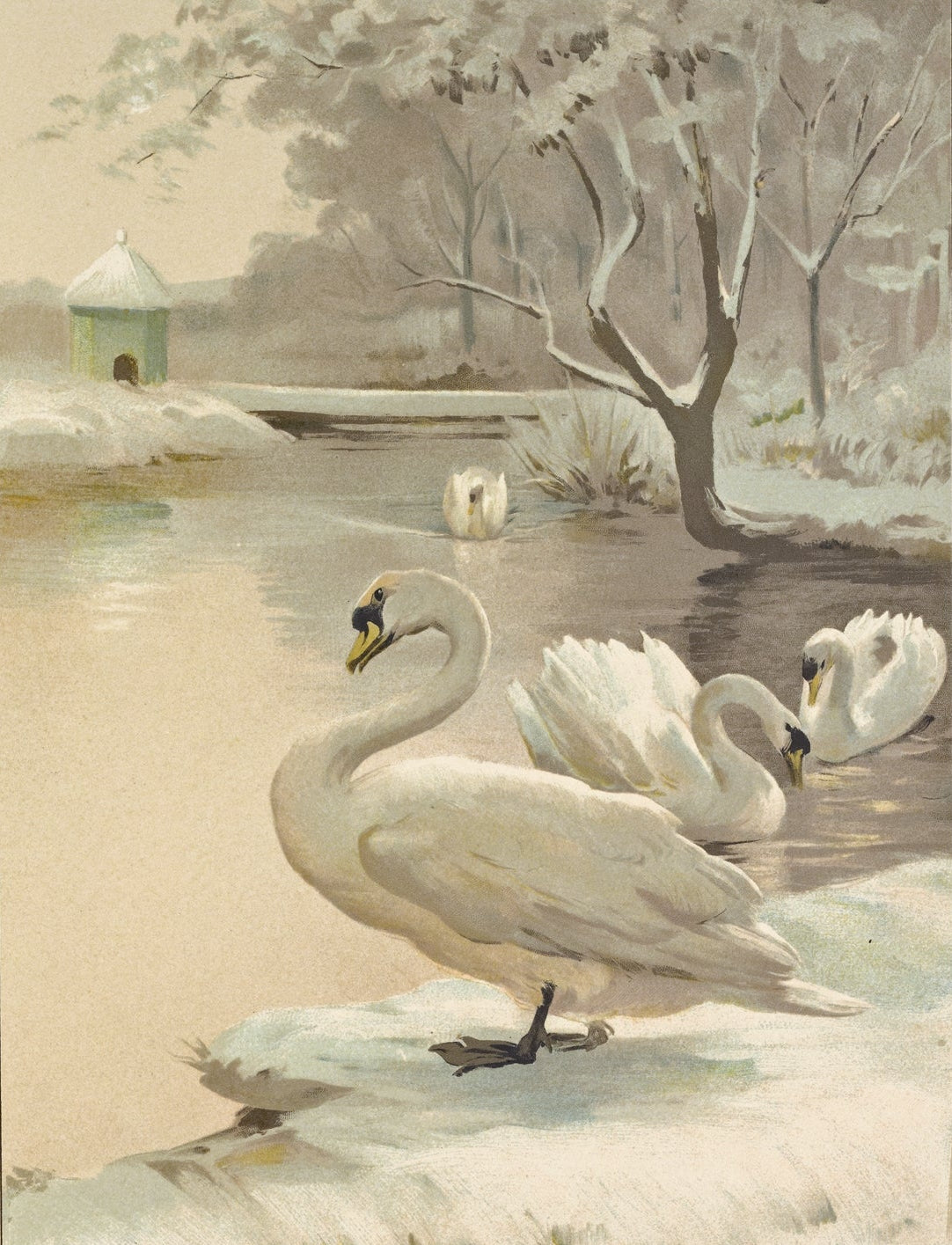 Vintage watercolor illustration of three white swans in a snowy winter landscape with bare trees, a small building, and a pale beige border background. Signed E.