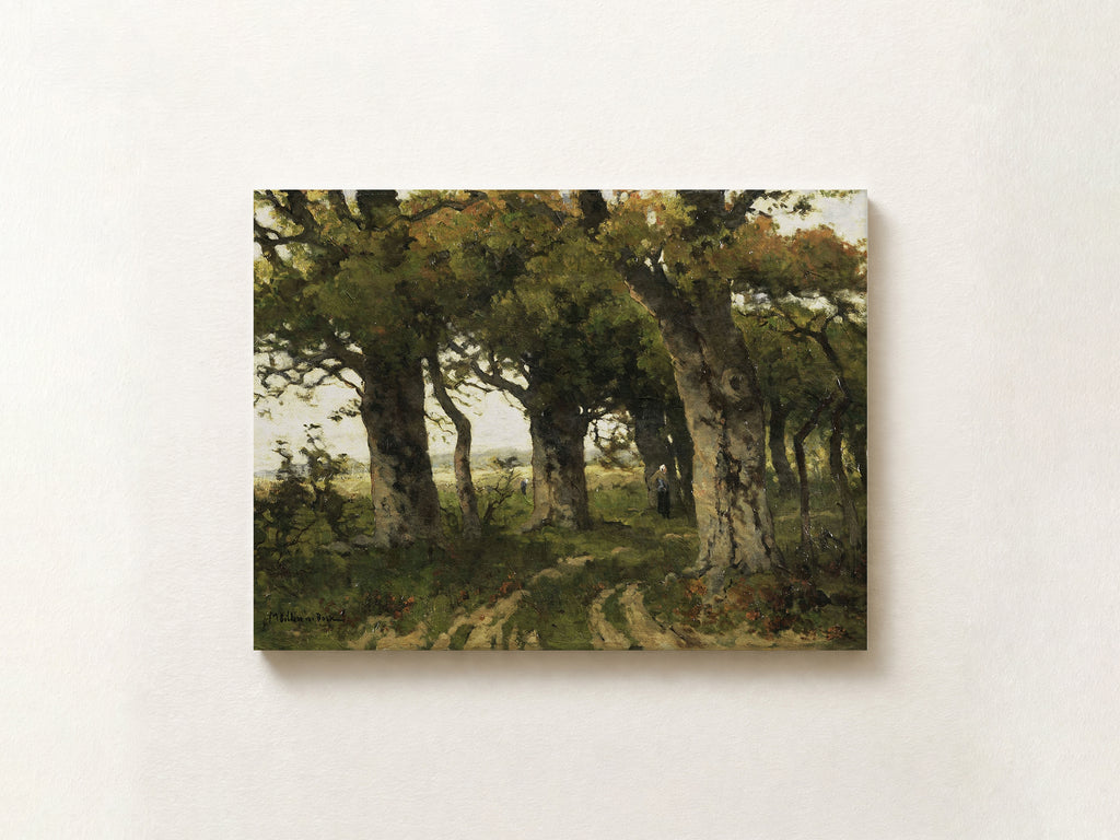 Avenue of Oaks in Late Summer