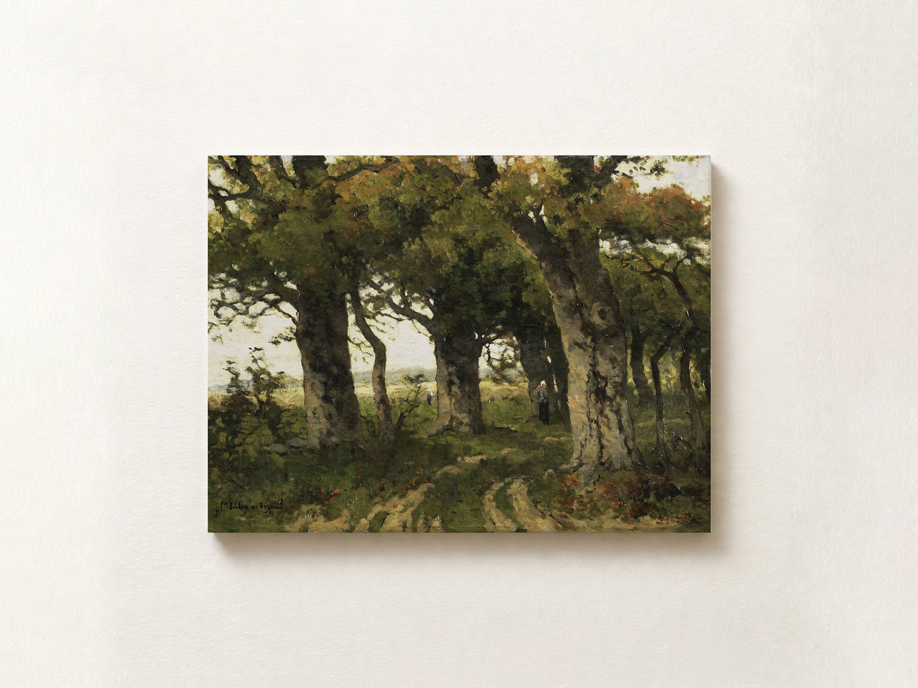 Avenue of Oaks in Late Summer