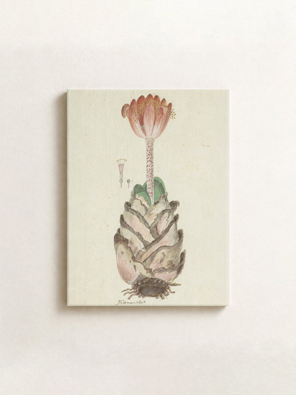 A square canvas art print featuring a vintage-style botanical illustration of a striped insect with a pink flower, displayed against a neutral cream wall.