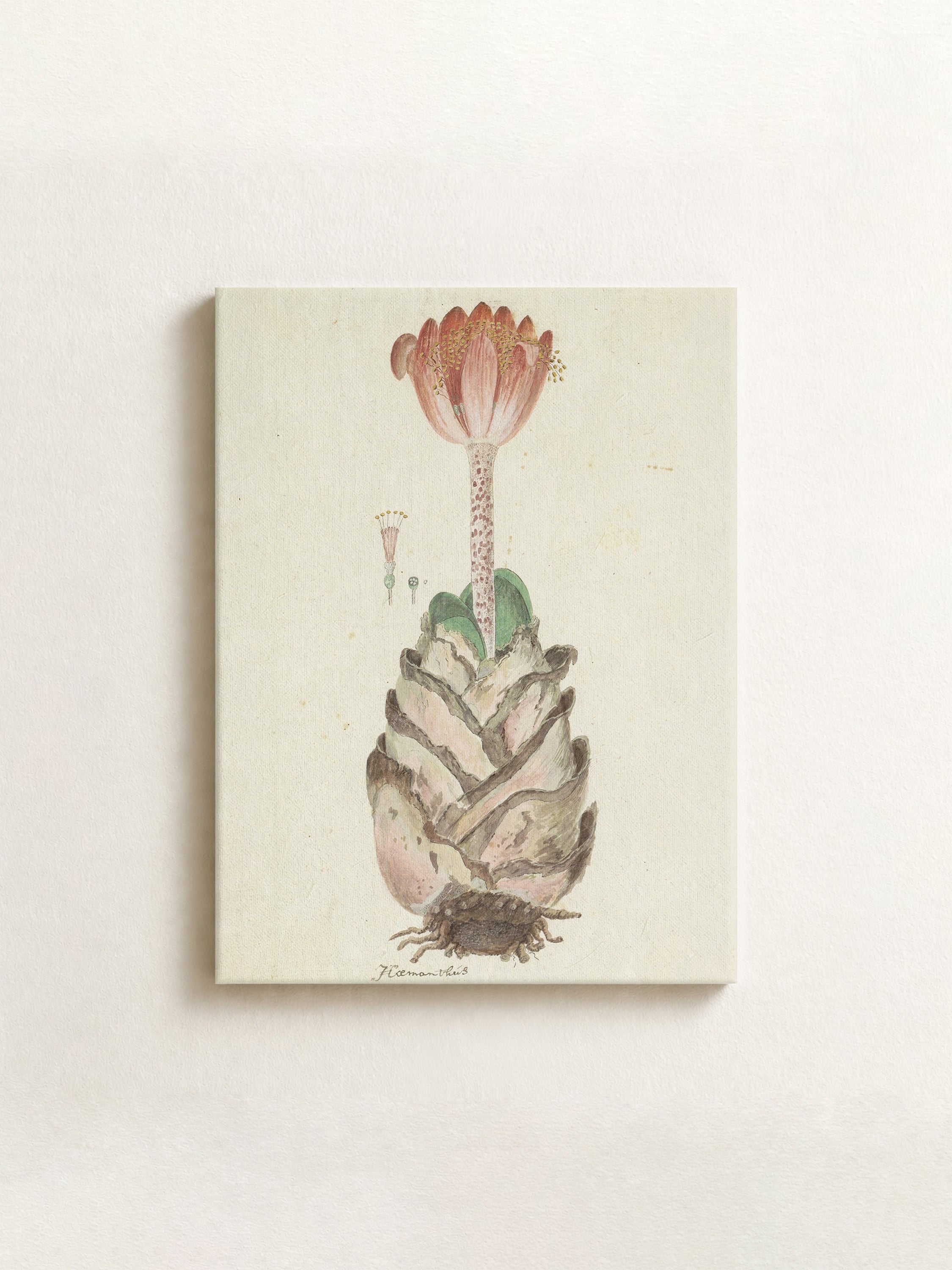 A square canvas art print featuring a vintage-style botanical illustration of a striped insect with a pink flower, displayed against a neutral cream wall.