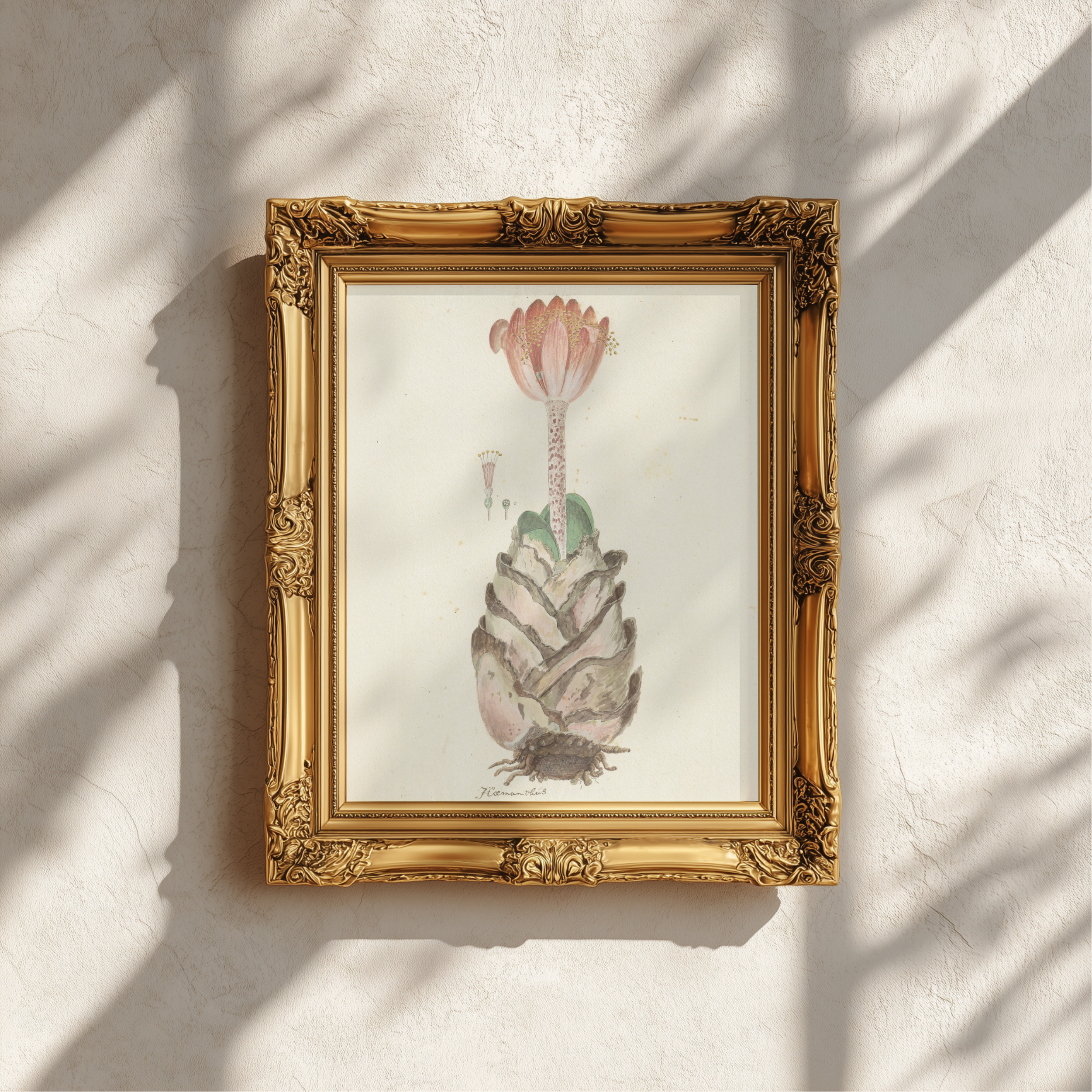 An ornate gold picture frame containing a vintage botanical illustration of a succulent, mounted on a textured off-white wall with soft leaf shadows cast across it.