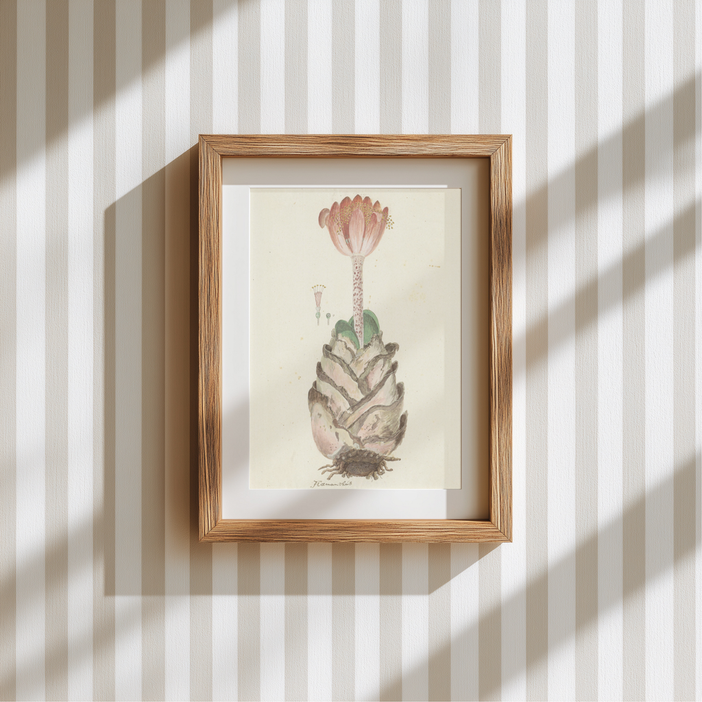 A framed botanical art print of a succulent with a pink flower, mounted on a beige and white striped wallpaper background with soft window shadow patterns.