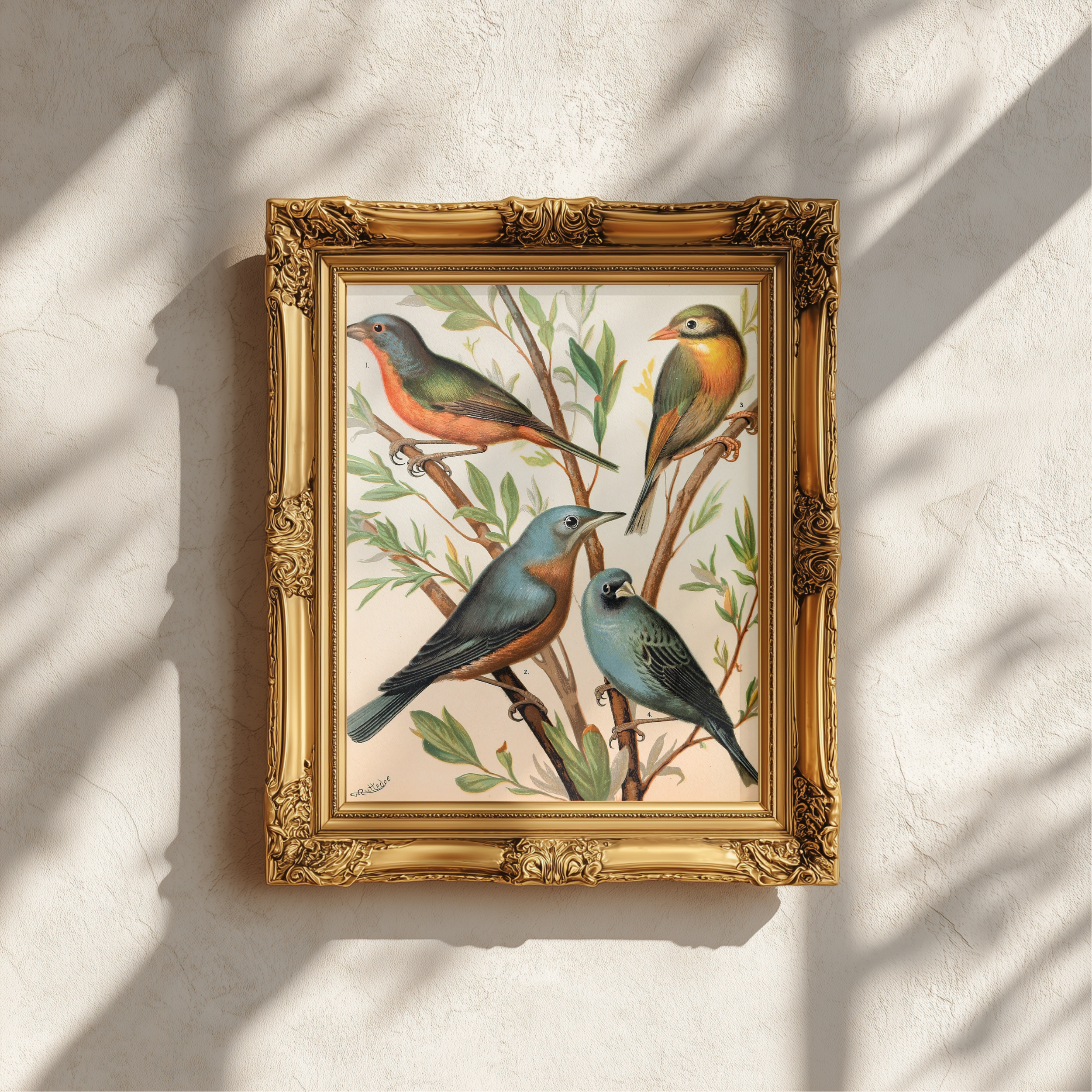 Nonpareil Finch, Pekin Nightingale, Common Blue Bird, Indigo Bird